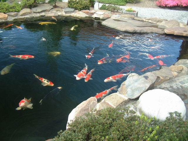 bassin poisson rouge sans pompe